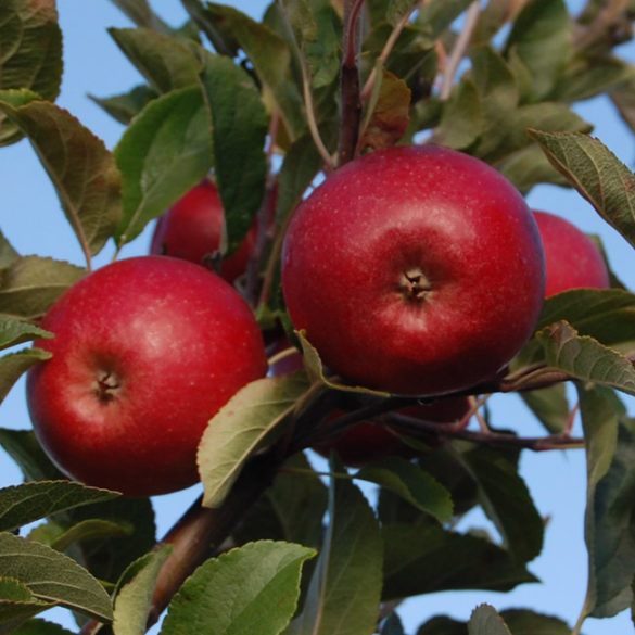 Red Topaz Baum